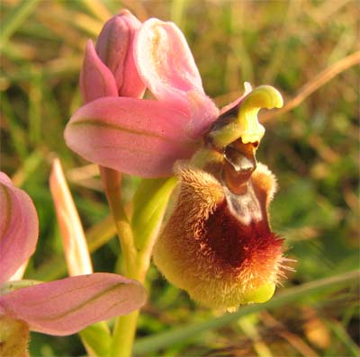 Ophrys tenthredinifera